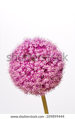 Allium, Purple garlic flowers