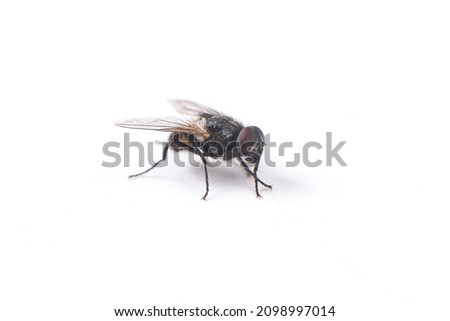a fly isolated on white background