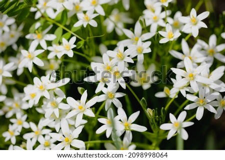 Shallow depth of field (selective focus) details white rain lily flowers (Zephyranthes candida, autumn zephyr lily, white windflower).