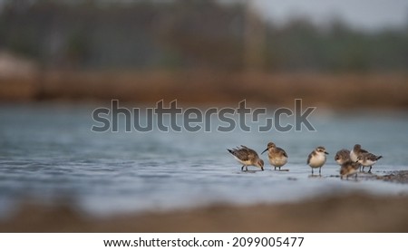 Sand Plovers one of the small birds of Indian Subcontinent. Royalty-Free Stock Photo #2099005477