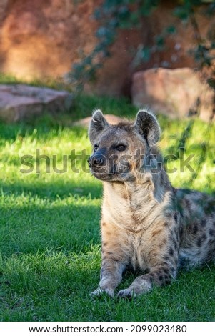 Hyena  detail portrait. Spotted hyena  Crocuta crocuta  angry animal near the water hole  beautiful evening sunset and cub.