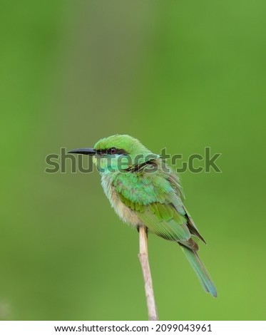 Green bee eater bird with a beautiful green background 