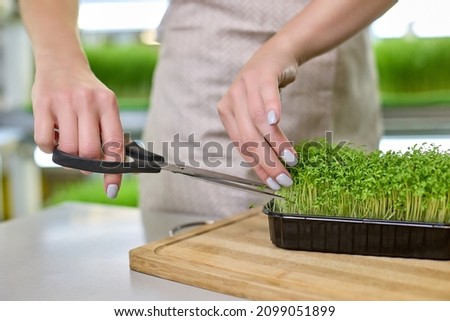 Close-up of the beautiful hands of a young woman in an apron cutting fresh cress sprouts with scissors against the background of micro-greenery farm shelves. Vegan concept of proper nutrition Royalty-Free Stock Photo #2099051899