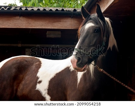 Close up shot of beautiful black and white horse standing on stable yard looking alert and stunning. Royalty-Free Stock Photo #2099054218