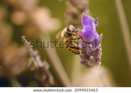 Worker bee collecting pollen from a lavender flower in bloom. Macro close up.