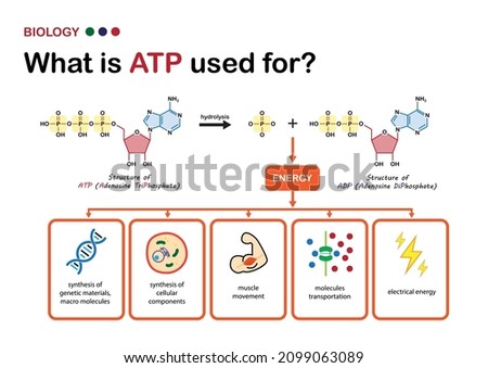 Biology diagram explain using of ATP, the power energy carrier in cell, what does ATP used for? Royalty-Free Stock Photo #2099063089