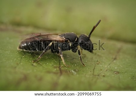 Closeup on a black female Hairy Masked Bee, Hylaeus hyalinatus, on a green leaf in the garden