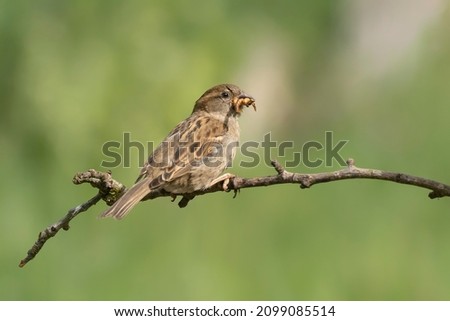 Female House Sparrow (Passer domesticus) on a branch. Overijssel in the Netherlands.                              
