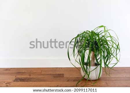 Ponytail palm in a white ceramic pot against white wall Royalty-Free Stock Photo #2099117011