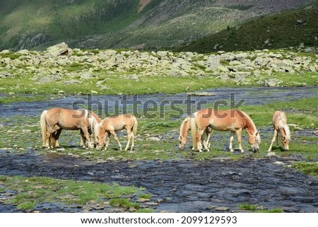 Blonde beautiful Haflinger horses on a meadow on the alpine pasture in summer in South Tyrol, Italy, Europe