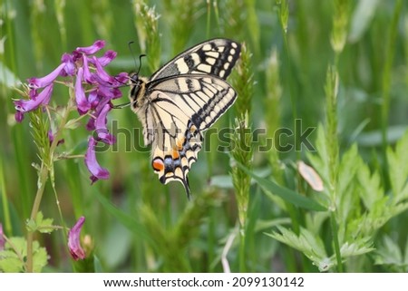 Swallowtail butterfly on the flower of Hairy vetch.