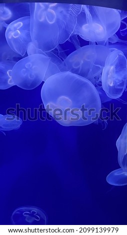 Picture of a beautiful jellyfish 