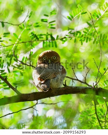 Jungle owlet in its habitat