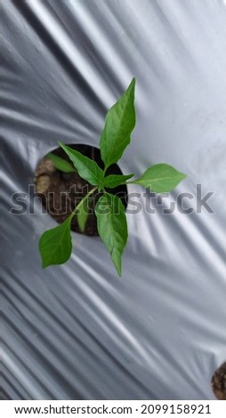Chili seeds are planted on soil covered with plastic mulch in the photo from above the plant