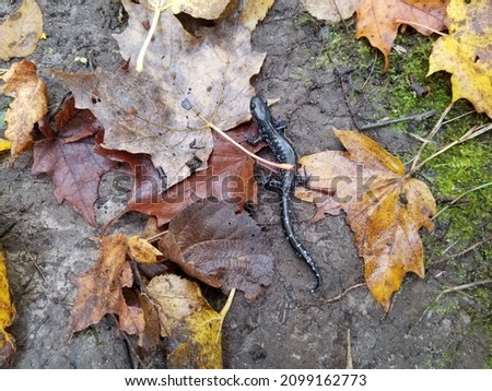 Blue-spotted salamander in the woods