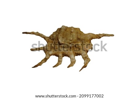 Lambis Scorpius or Scorpio Spider Conch seashell isolated on white background. 