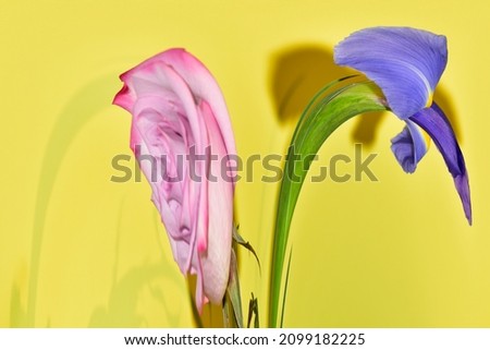 very pretty colorful abstract flower close up on the color background