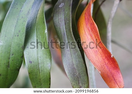 Close up Orchid green leaves and orange color , It have trunk and nature soft white blur background .