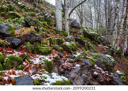 Moss-covered rocks and strewn leaves In the fall countryside, cliffs covered in green moss.