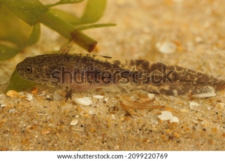 Lateral closeup on a dark aquatic larvae of the Hokkaido salamander, Hynobius retardatus resting on the botom