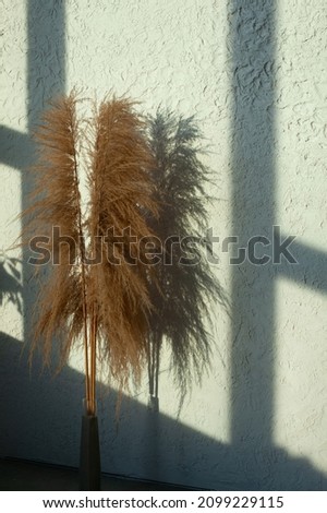 Grey dry plant in a studio with sun rays
