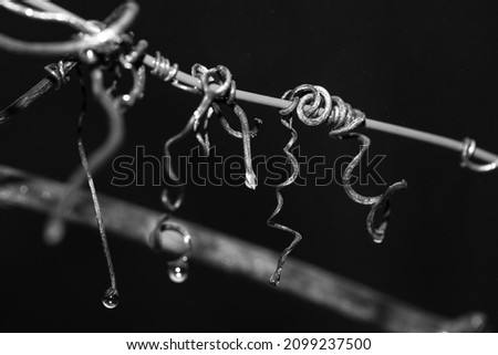 Curvy grapevine branch tendrils, abstract curves. Shiny water drop. Black and white photo.