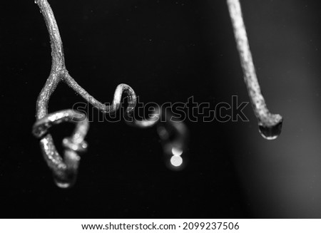 Curvy grapevine branch tendrils, abstract curves. Shiny water drop. Black and white photo.