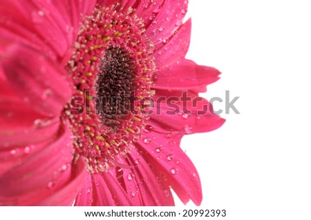 Macro view of a beautiful Red Gerbera Flower with rain drops on petals
