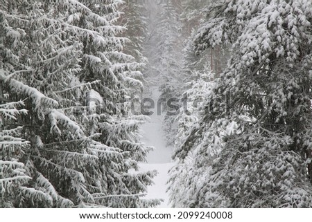 Spruce forest covered with snow after a snowfall, with slight fog. Selective focus. High quality photo