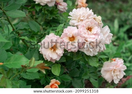 Delicate bushes of garden roses with beautiful light petals.