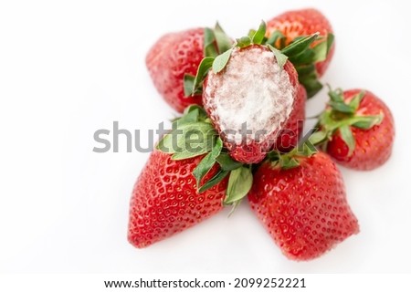 gray mold on red ripe fresh strawberries from the farm is detected during the quality control process before being sent for sale to the supermarket. Rotten garden strawberries. Spoiled products
