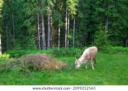 Cow grazing in spruce forest. Ukraine, Carpathians.