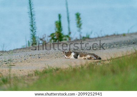 Cat lying on the roadside