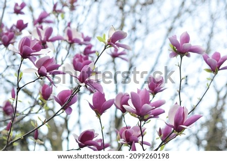 Magnolia is an old genus. Appearing in front of bees, it is believed that the flowers evolved to encourage pollination by beetles. To avoid damage by pollinating beetles, magnolias are extremely harsh