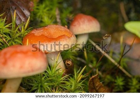The picture shows a group of mushrooms in the forest