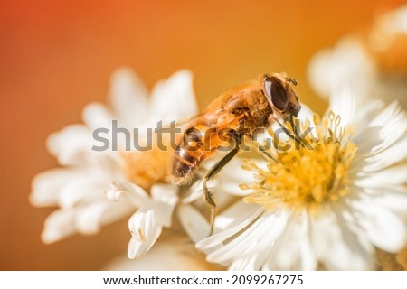 This picture shows a hover fly on a flower in sunshine and fine weather in summer
