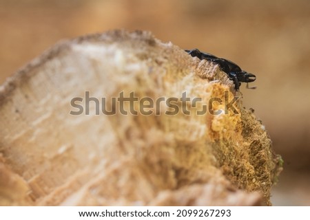The picture shows a small beetle behind a tree stump. Only the mandibles can be seen.