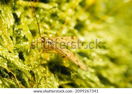 The picture shows a small scorpion fly on the forest floor. About 480 different species of the scorpion fly are known.
