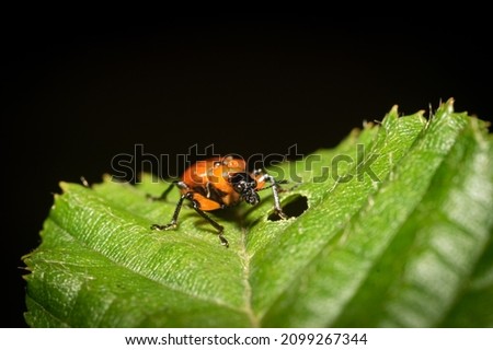 The picture shows an Attelabidae beetle on a leaf. The Attelabidae belongs to the family of weevils