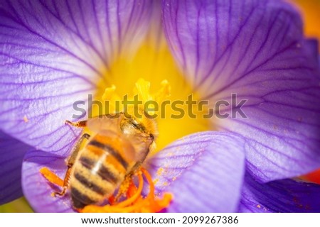 The picture shows a beautiful little bee sitting in a flower