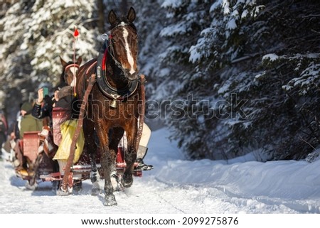 Horse pulling a sled with tourists on it