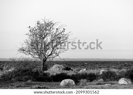 Old isolated tree with soem Fielfare birds in it on the island of Öland in Sweden. Black and white image to enhance the detail without the distraction of color. Serene lanscape shot. Royalty-Free Stock Photo #2099301562