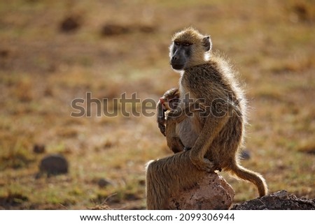 Yellow Baboon (Papio cynocephalus) with Baby. Amboseli, Kenya