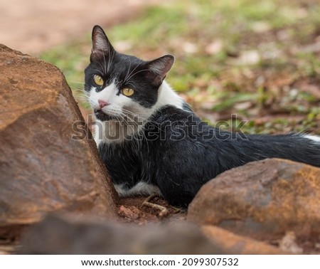Portrait of a black and white cat resting in a small square on the ground between some rocks. He's looking back at the camera. Natural light.
