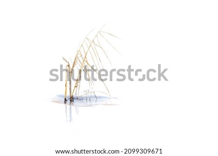 Solitary reed in a frozen lake in close-up. Minimalistic photo in a peaceful environment showing not only the peace and quit but also the cold and absents of disturbing things