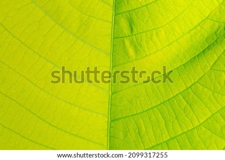 green macro leaf,Texture of a green leaf as background