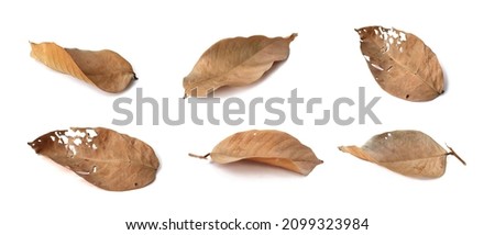The textured shape of the leaves dry with a distorted brown color is placed on a white background. Isolated. Royalty-Free Stock Photo #2099323984