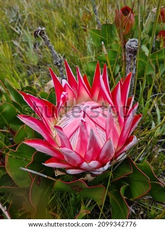 Beautiful wild king protea flower growing around the Outeniqua Mountains in South Africa. Royalty-Free Stock Photo #2099342776