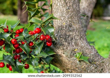 Holly plant. Ilex crenata, Japanese holly or boxleaf holly, is a species of flowering plant in the family Aquifoliaceae, native to eastern China, Japan, Korea, Taiwan, and Sakhalin. Selective focus. Royalty-Free Stock Photo #2099352562