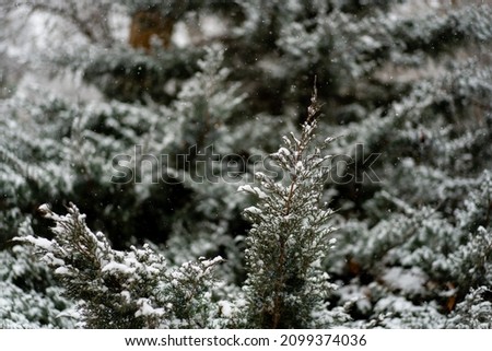 Frost on a pine tree